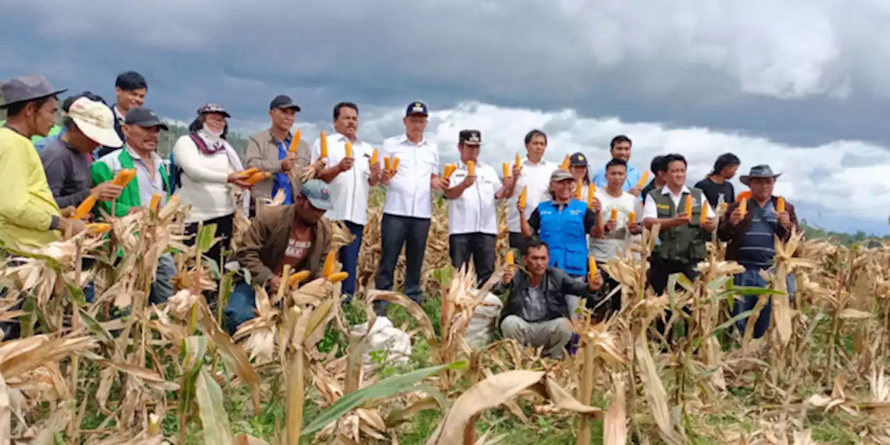 Pascapanen Jagung Program Bupati, Petani Raup Keuntungan Rp20 Juta, Dosmar Puas