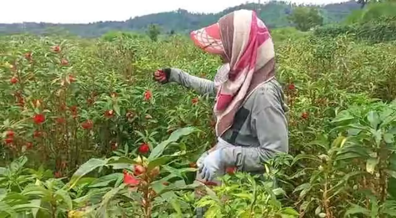 Semringahnya Petani Bunga di Bali saat Hari Raya Tiba: Bunga Banyak Dicari, Wajah pun Berseri