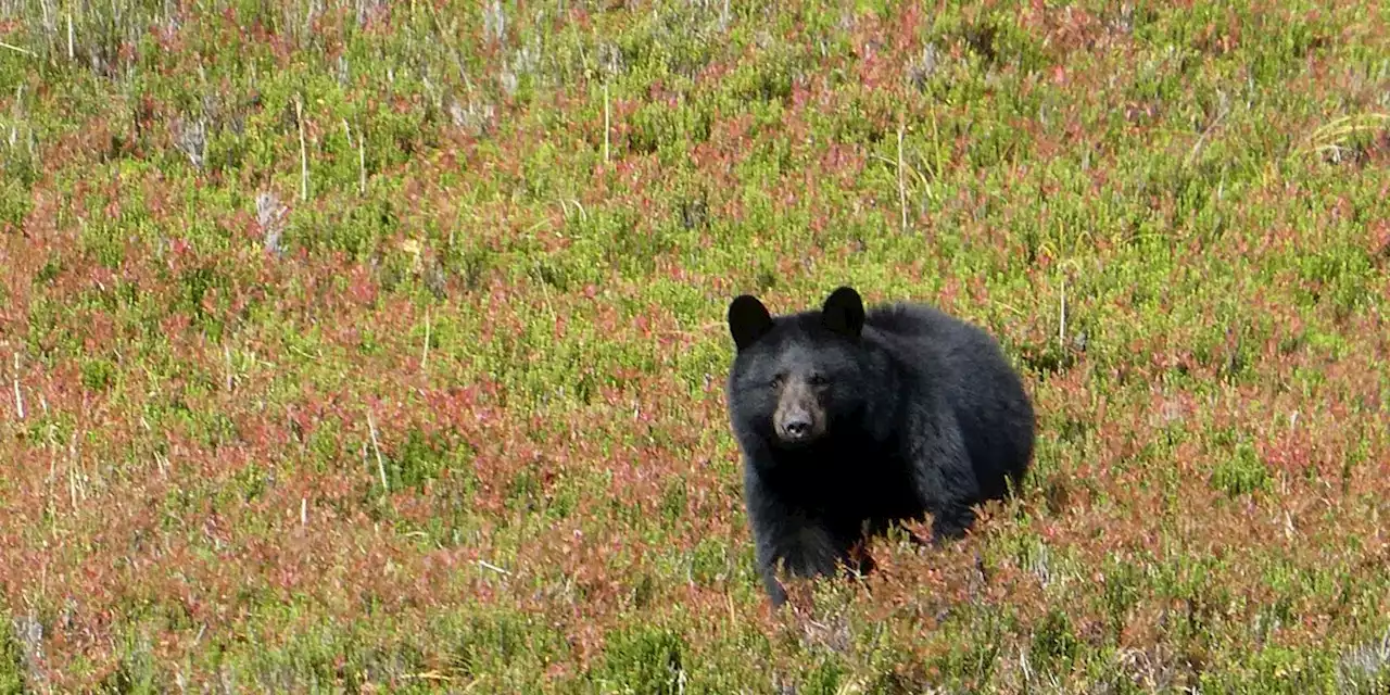 National Park Service proposes changes to hunting regulations for national preserves