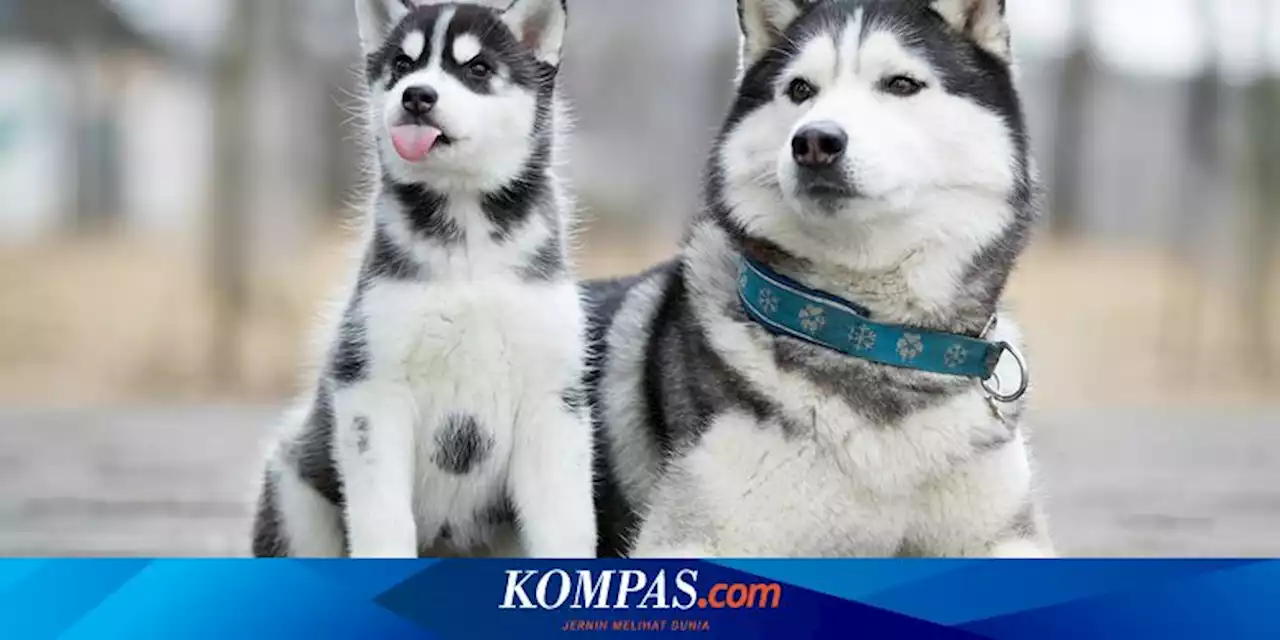 Amankah Memelihara Anjing Siberian Husky di Rumah dengan Anak-anak?