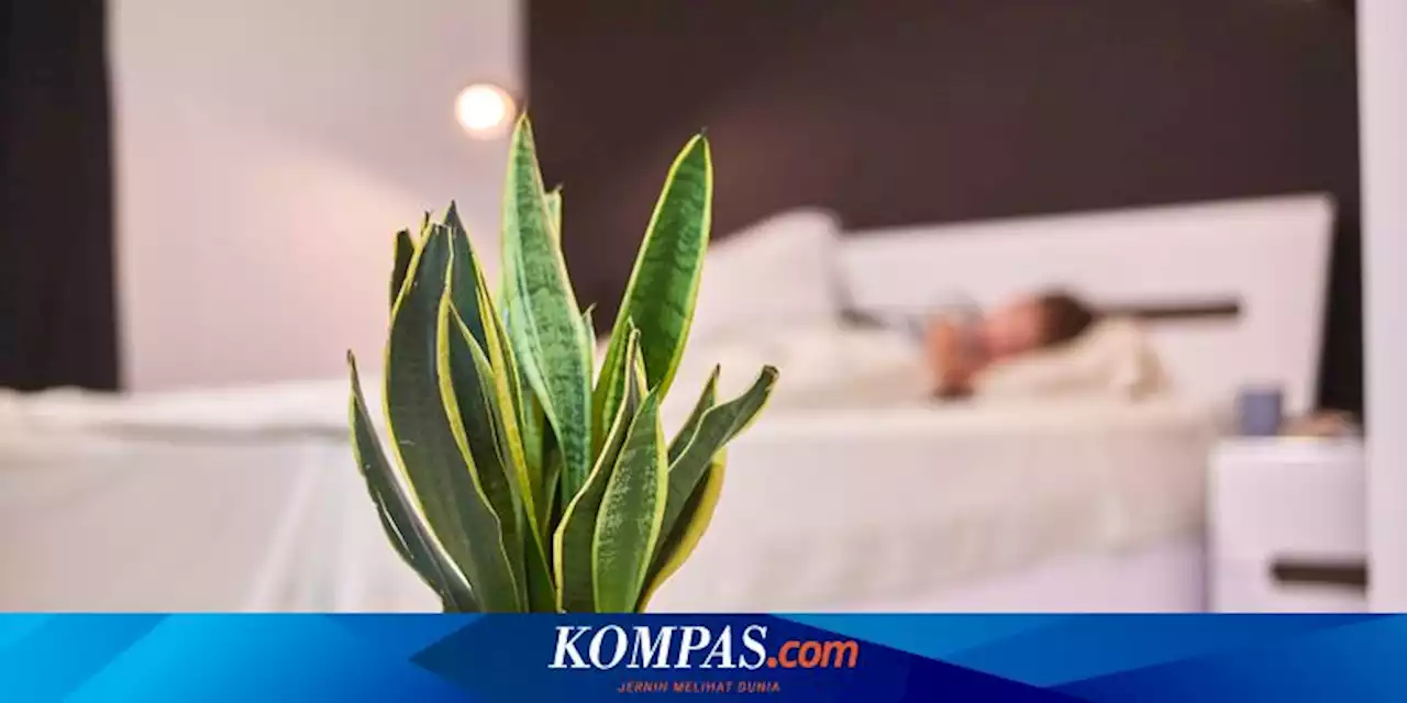 Bolehkah Meletakkan Lidah Mertua di Kamar Tidur?