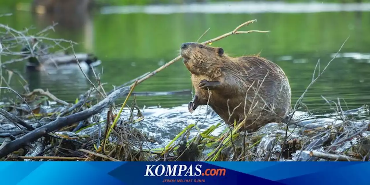 Mengapa Berang-berang Membangun Bendungan?