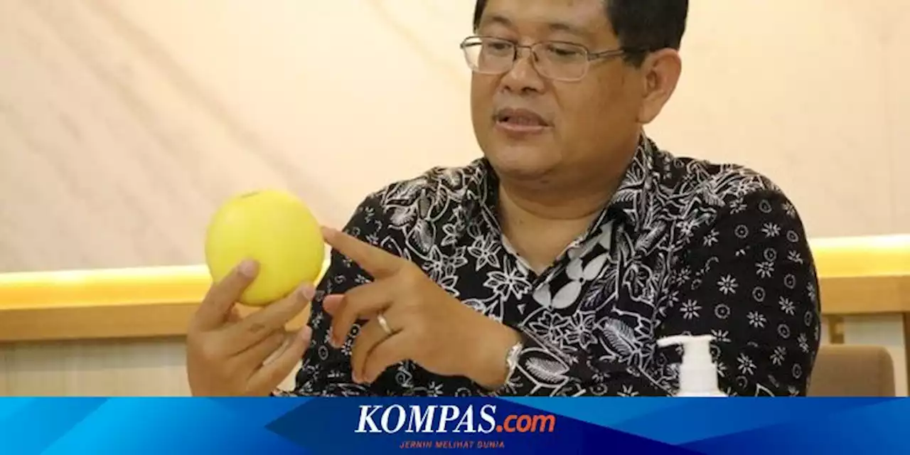 Mengenal Baby Melon Hikapel, Melon Seukuran Apel, Apa Keistimewaannya?