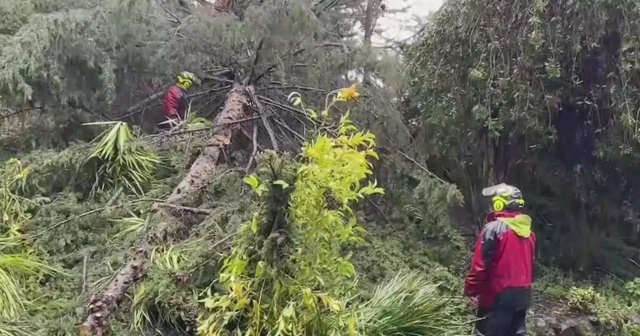 Arborist tells homeowners about signs of tree failure they should look for during storms