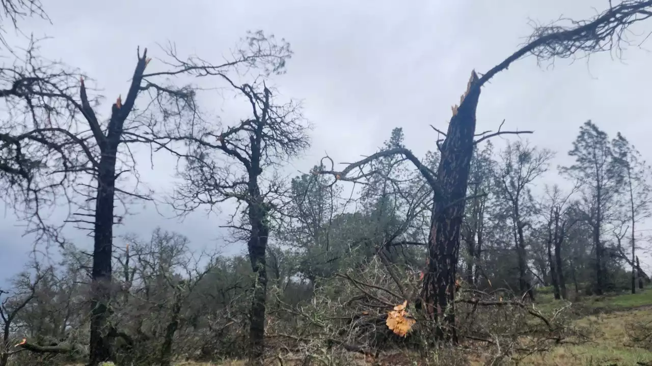 California tornado snaps trees with 90 mph winds