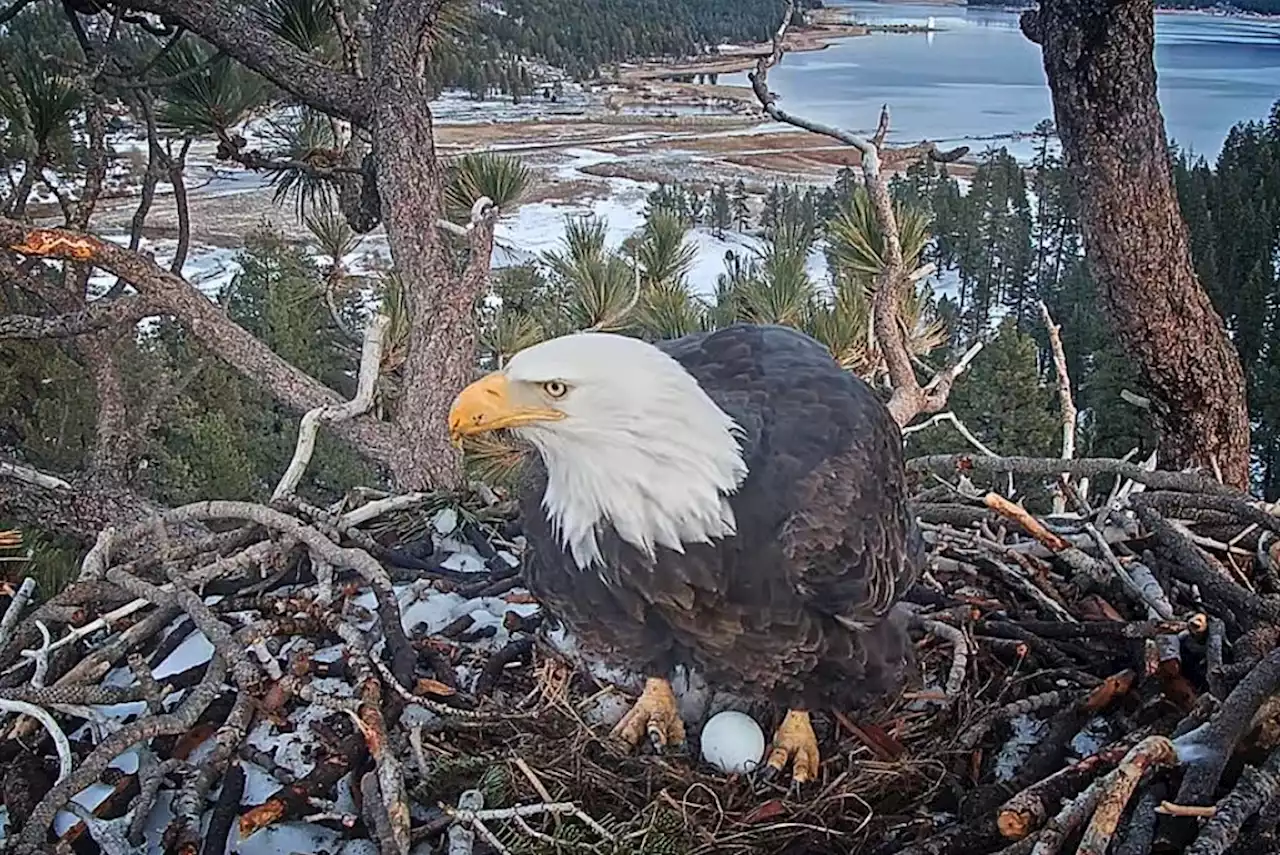 Big Bear bald eagle lays first egg of 2023