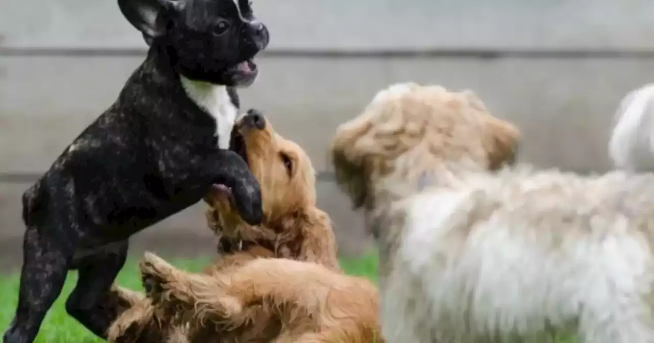 Estudio revela la raza de perro más inteligente del mundo