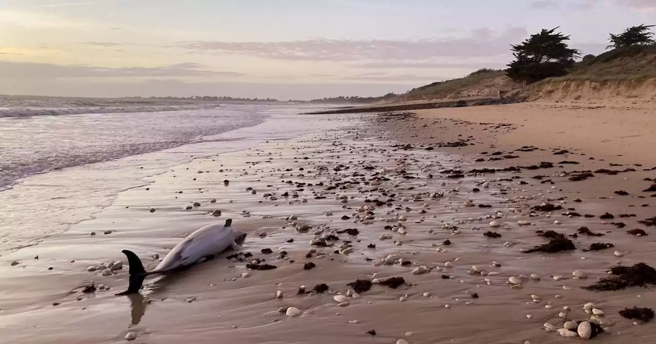 Biodiversité: nouvel épisode de mortalité de dauphins