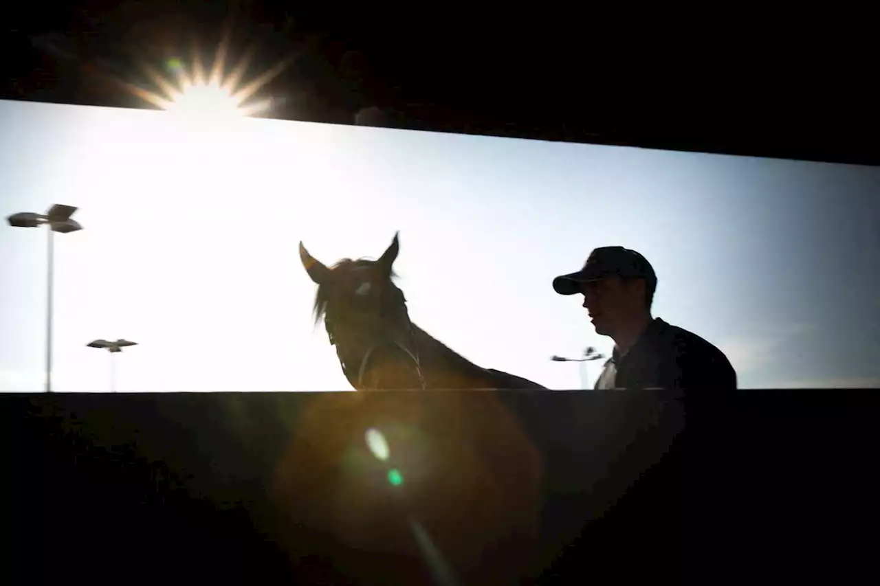 A Marseille, des pros de la filière condamnés pour avoir fait abattre illégalement 500 chevaux