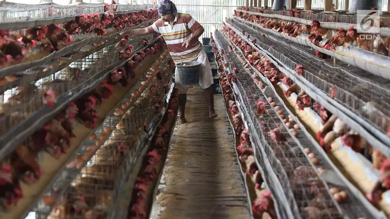 BUMN Diminta Serap Ayam Peternak, ID Food: Sudah Dilakukan