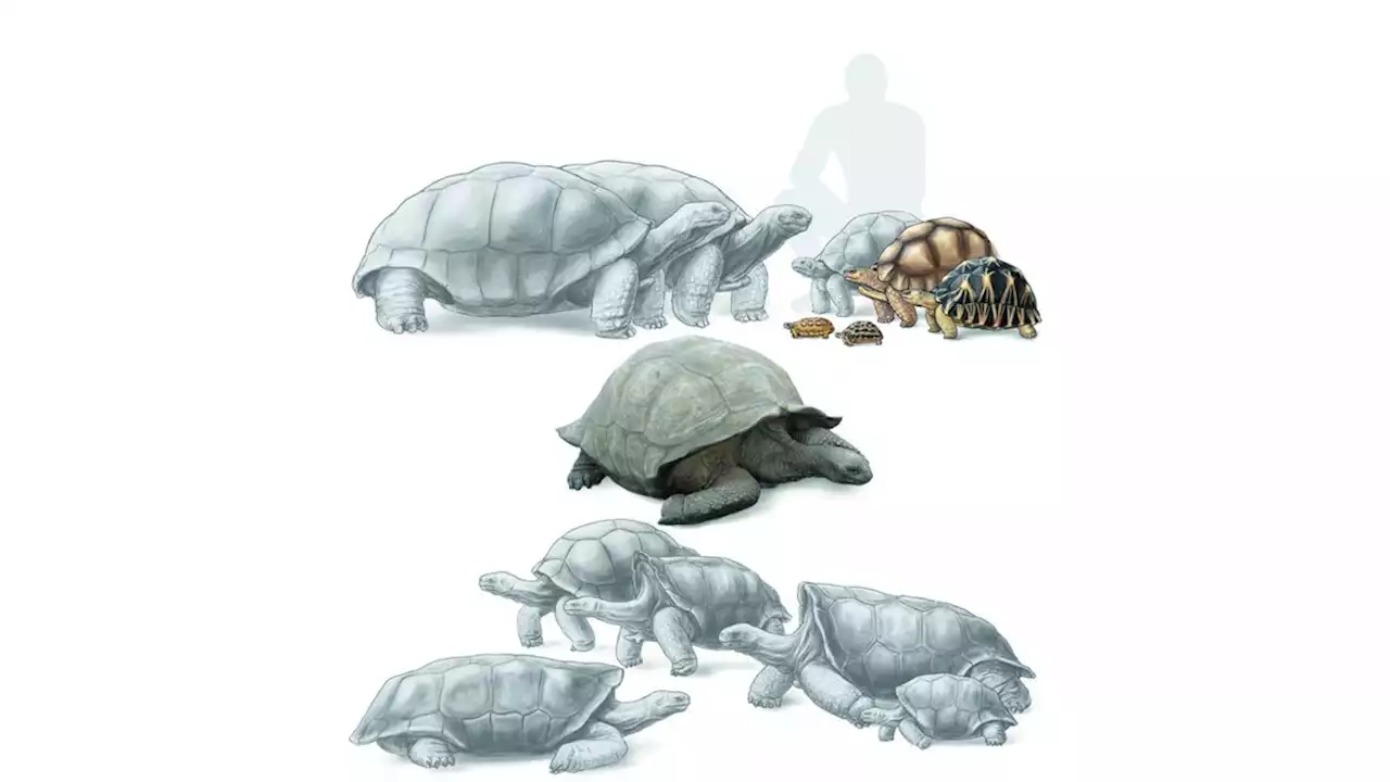 Extinct giant tortoise was the 'mammoth' of Madagascar 1,000 years ago