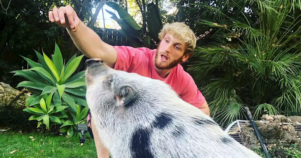 Fans turn on Logan Paul over 'the matrix is real' comments after pet pig fiasco