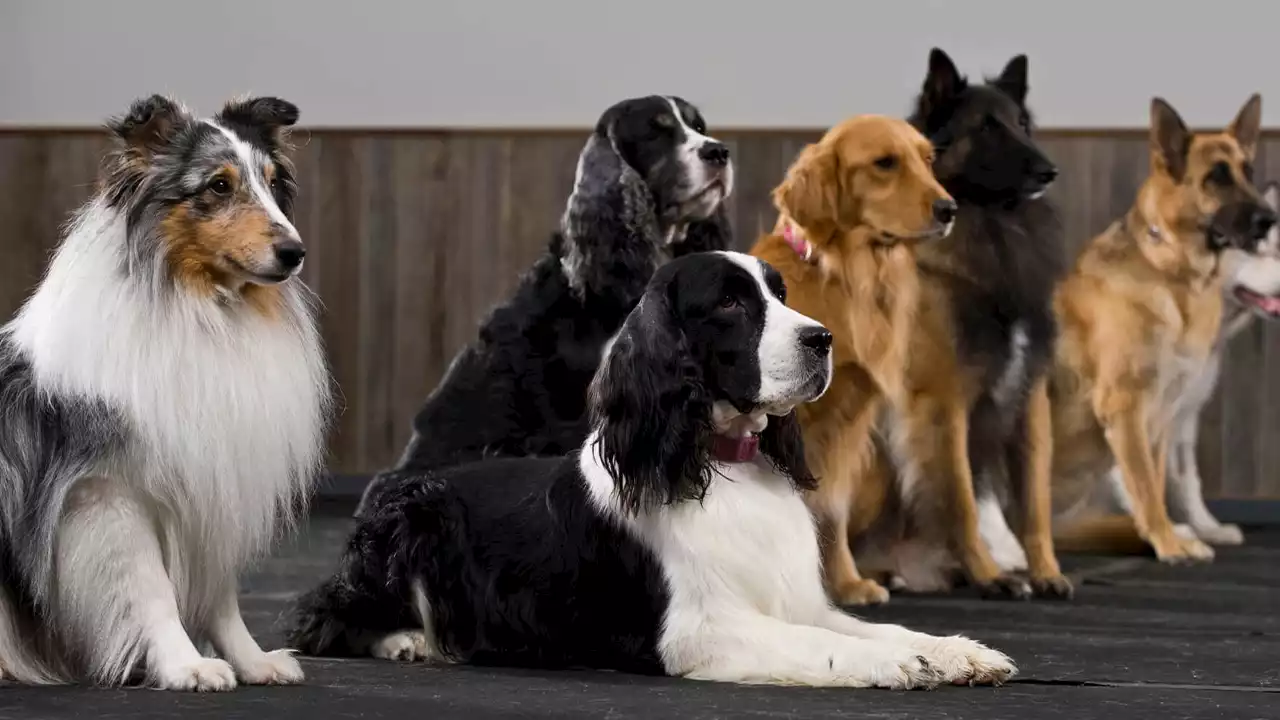 Estudio reveló cuál es la raza de perro más inteligente del mundo, no es el Collie