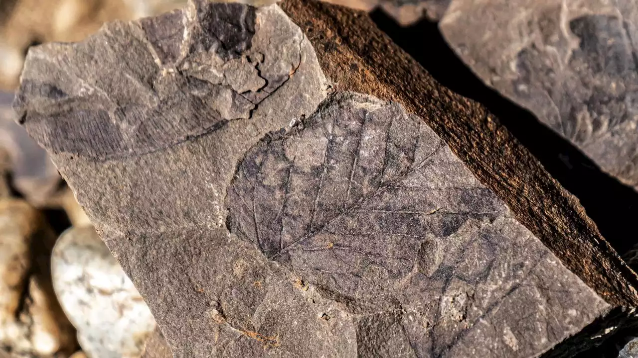 FOTOS Y VIDEO: Dinosaurios de 10 metros dominaron Patagonia chilena hace 70 millones de años | Minuto30