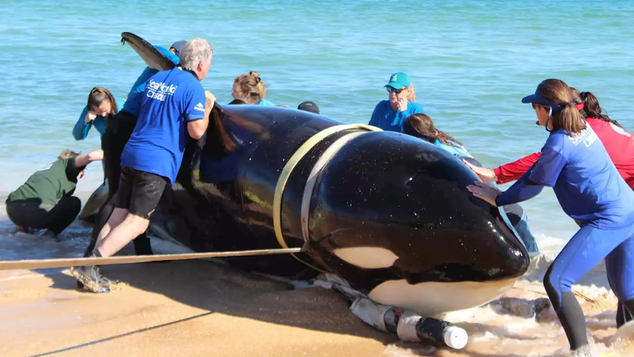 21-Foot Killer Whale Dies After Beaching Itself on Florida Beach