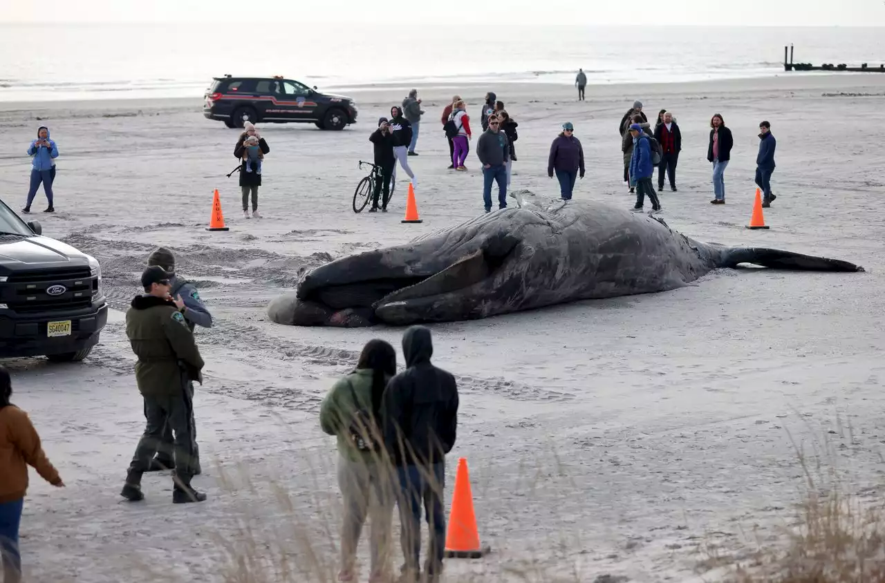 Are more dead whales washing up? A look at the numbers from the past 20 years.