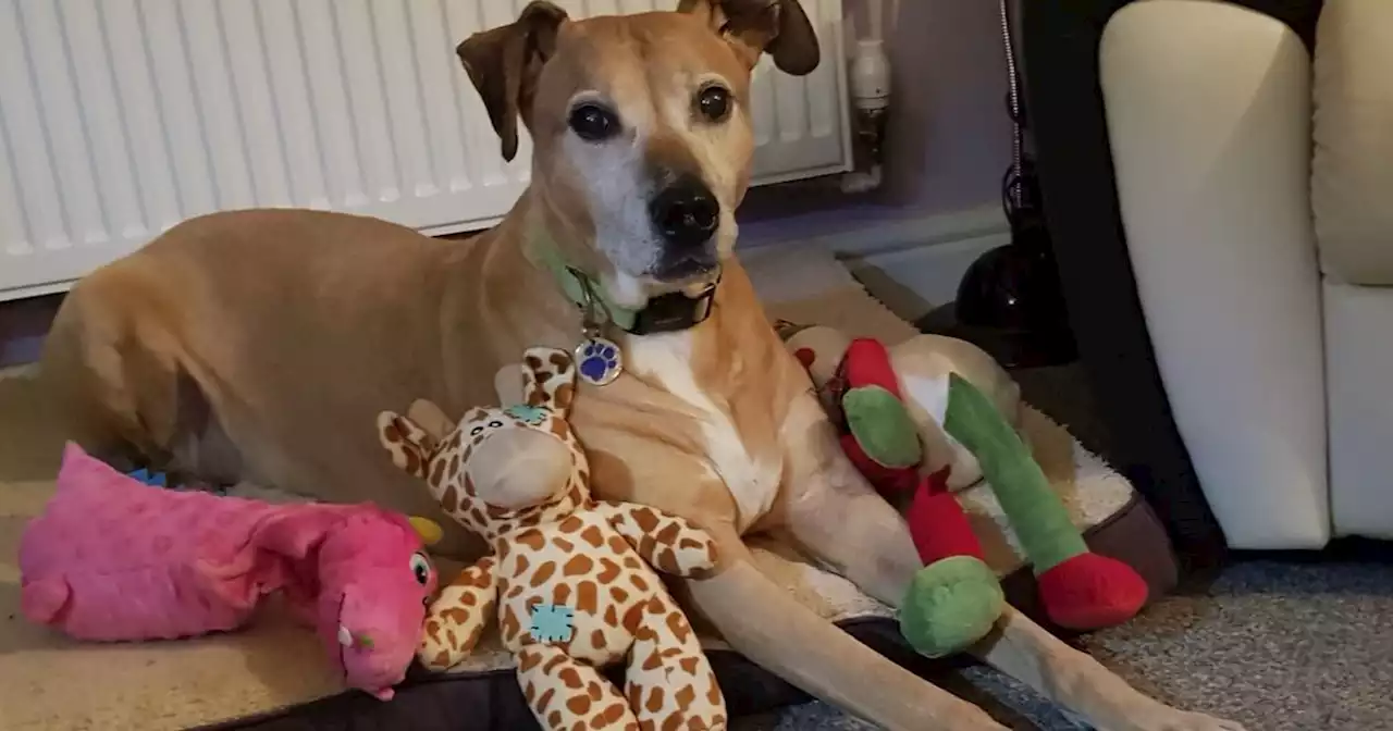 RSPCA Northamptonshire pooch, 11, has had no one visit him for adoption