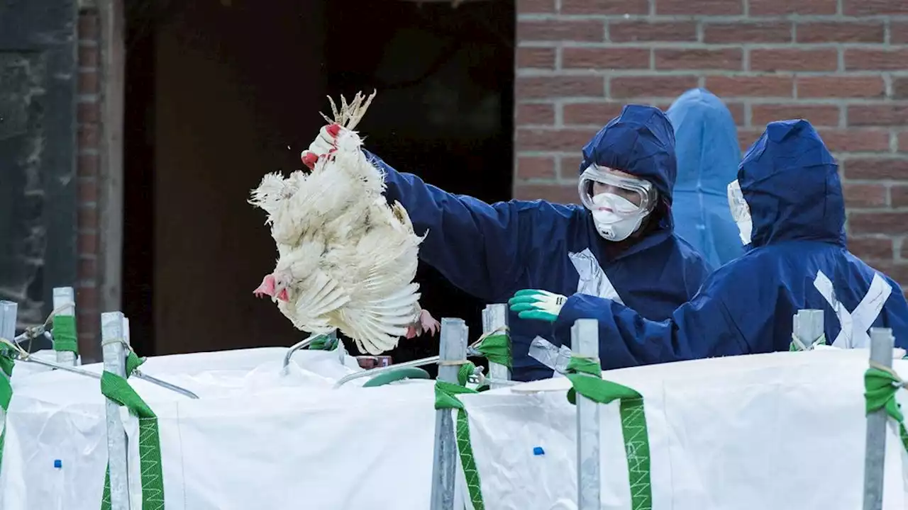 Zorgen over menselijke besmetting met vogelgriep: 'Risico op epidemie'