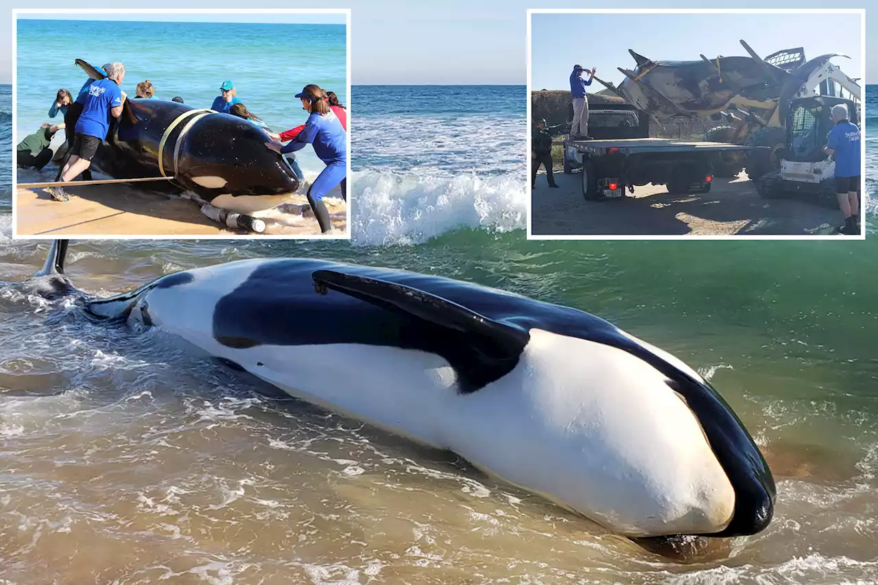 Beached 6,000-pound killer whale dies in first known stranding in southeast US