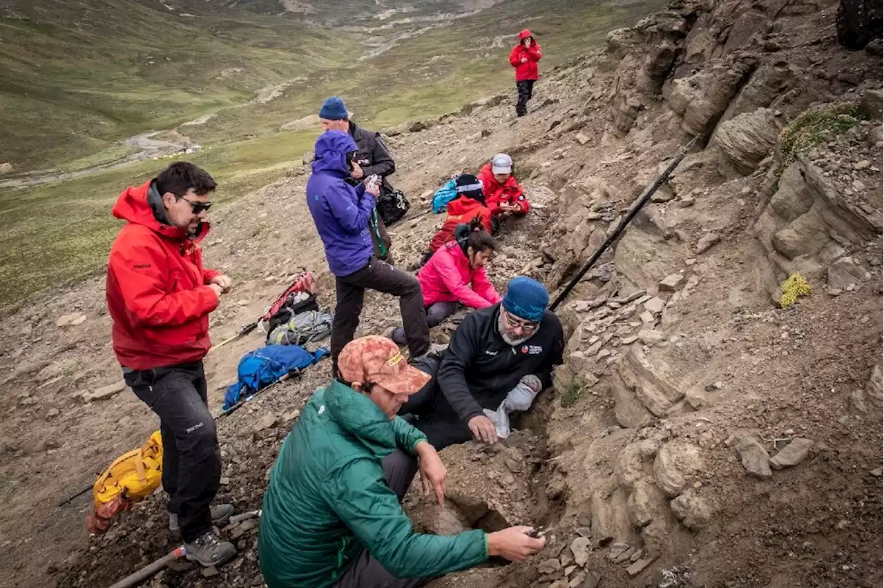 Four dinosaur species found in Chilean valley for first time: study