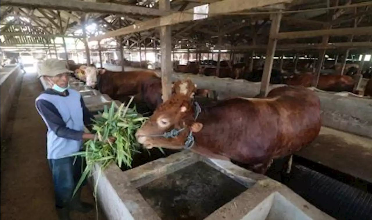 BI Salurkan Bantuan Kandang Sapi di Bangka Barat |Republika Online