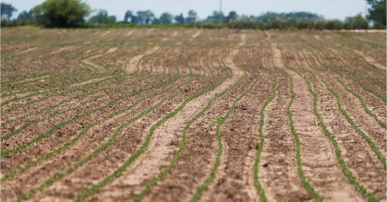 Bolivia's farm hub battles political capital over cattle and grains