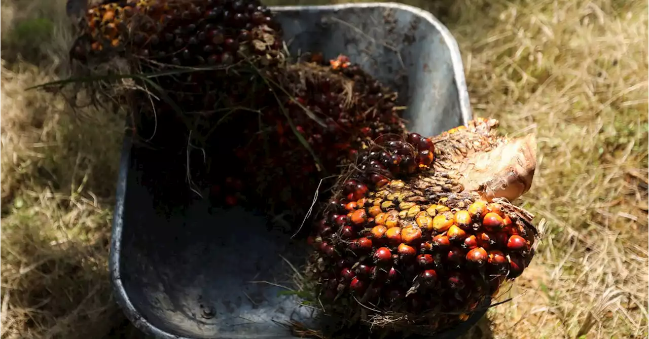 Malaysian urges palm oil producers to boost cooperation after EU rules