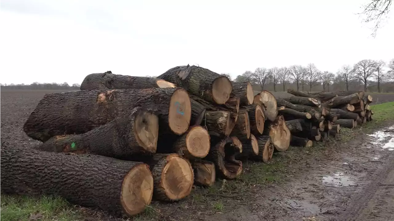 Twee kuub hout gestolen bij Zweeloo: 'Dit is serieuze diefstal'