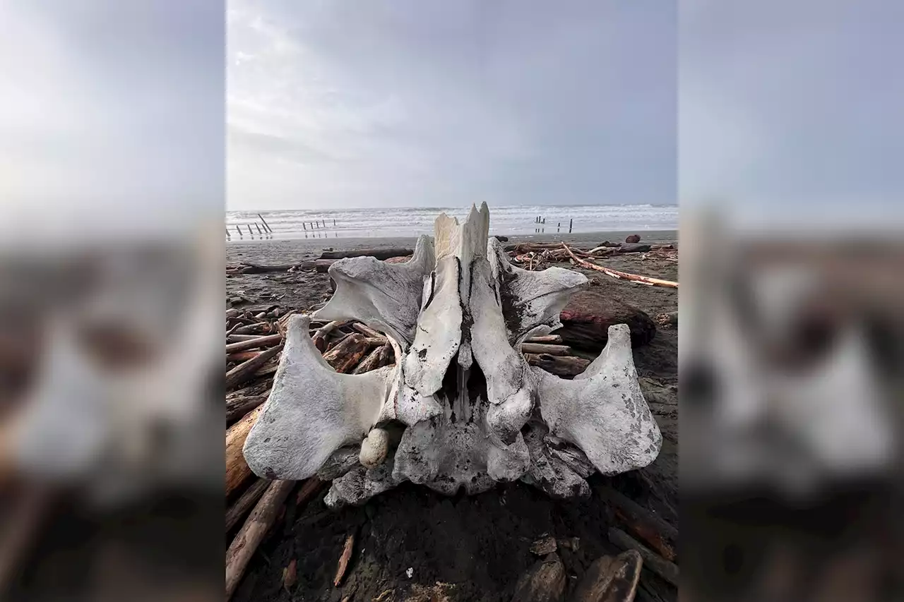 Gigantic mystery bone washes up on San Francisco beach