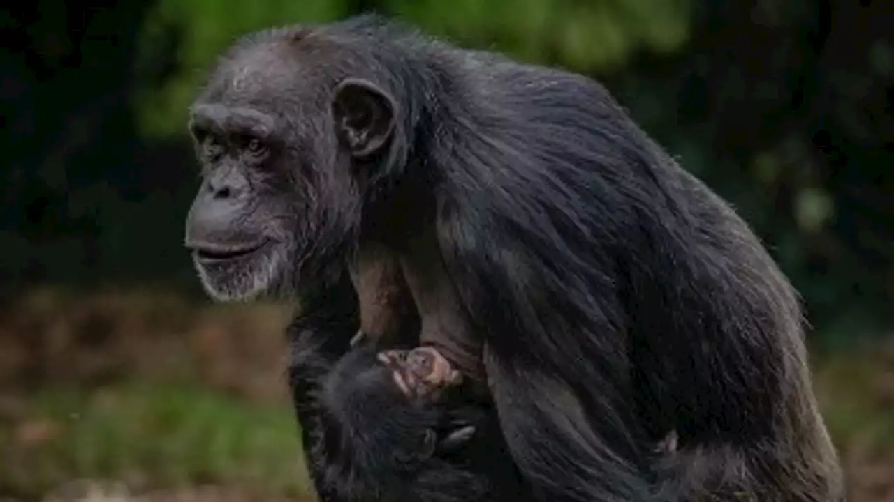 Birth of world's rarest chimpanzee at Chester Zoo gives 'hope' to critically endangered species