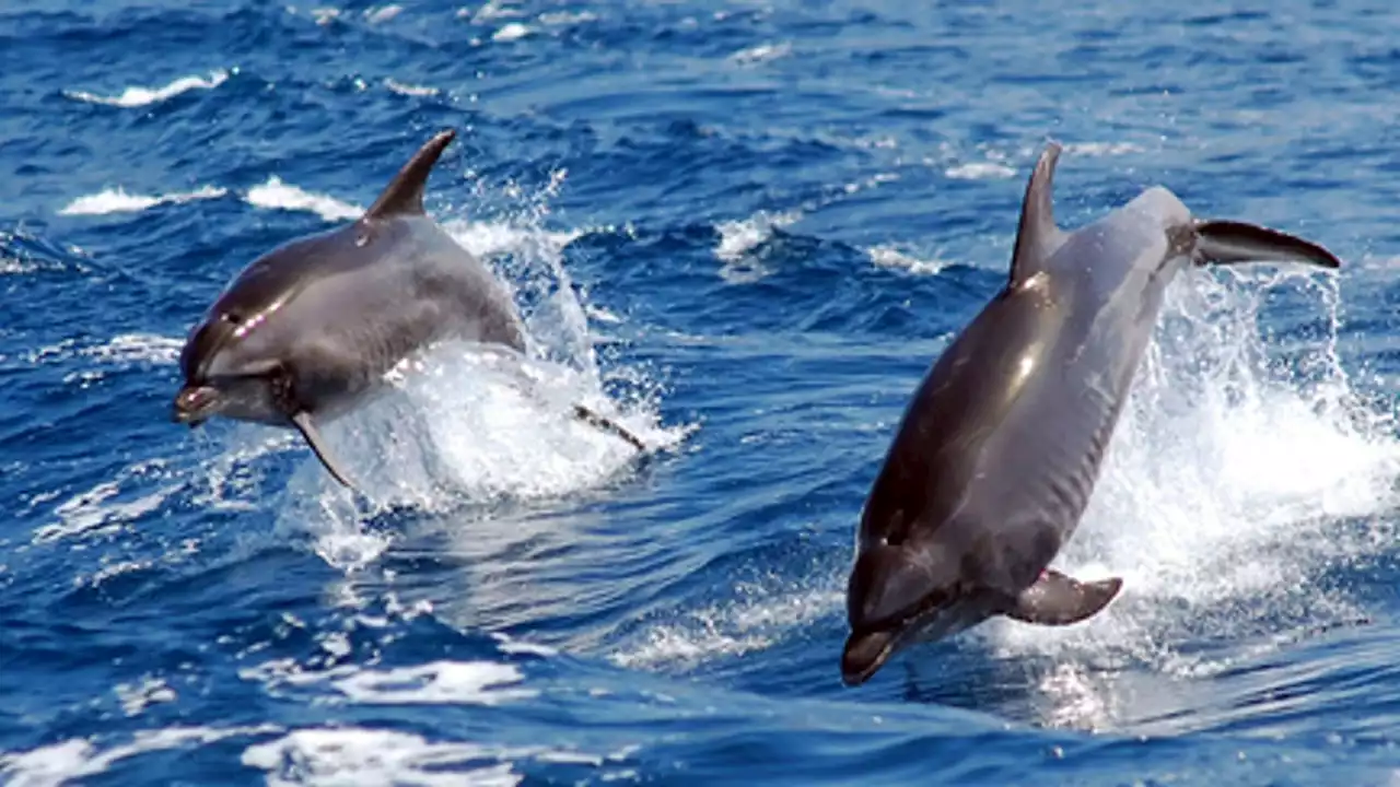 Dolphins 'forced to shout' over noise pollution which could threaten population levels, study suggests