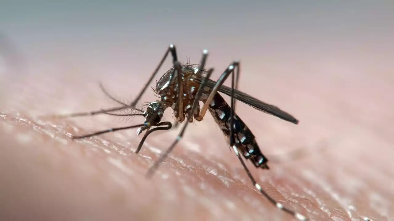 Murray Valley encephalitis detected in NSW