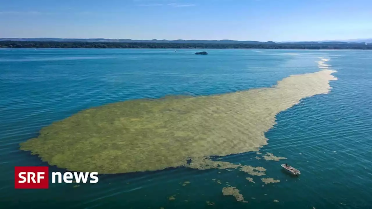 Monitoring aus dem Weltall - Der Bodensee wird systematisch beobachtet