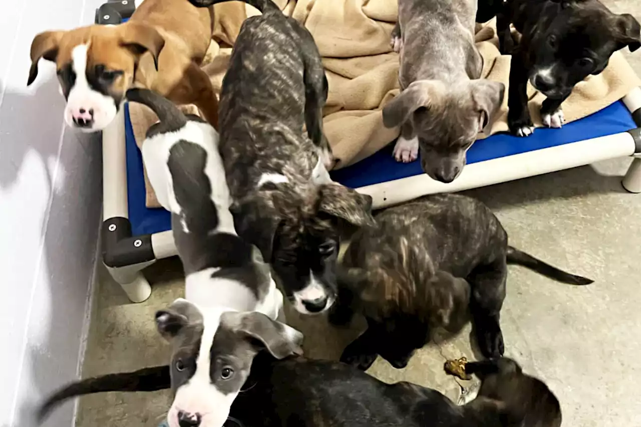 13 severely emaciated Cane Corso dogs seized from breeder in Clearwater; BC SPCA investigating - Terrace Standard