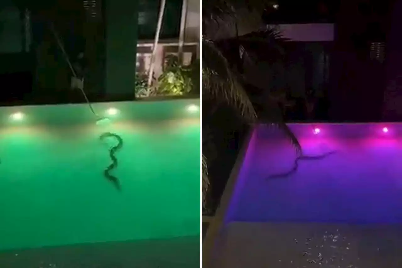 Horror moment terrified Brit tourist finds 12ft SNAKE swimming in hotel pool