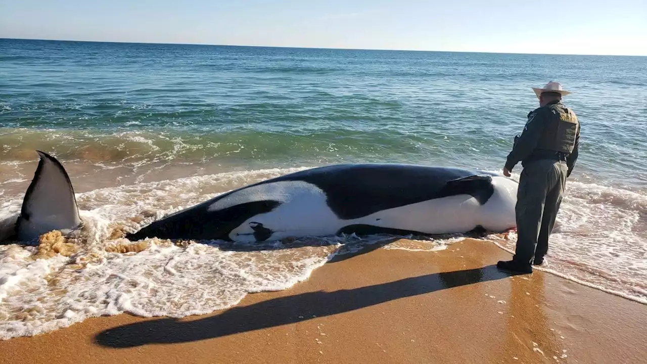 21-foot-long Orca whale dies after beaching itself in Florida