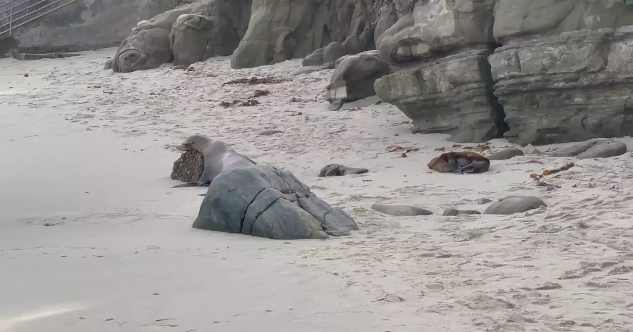 Sea lion pup rescued at La Jolla Cove