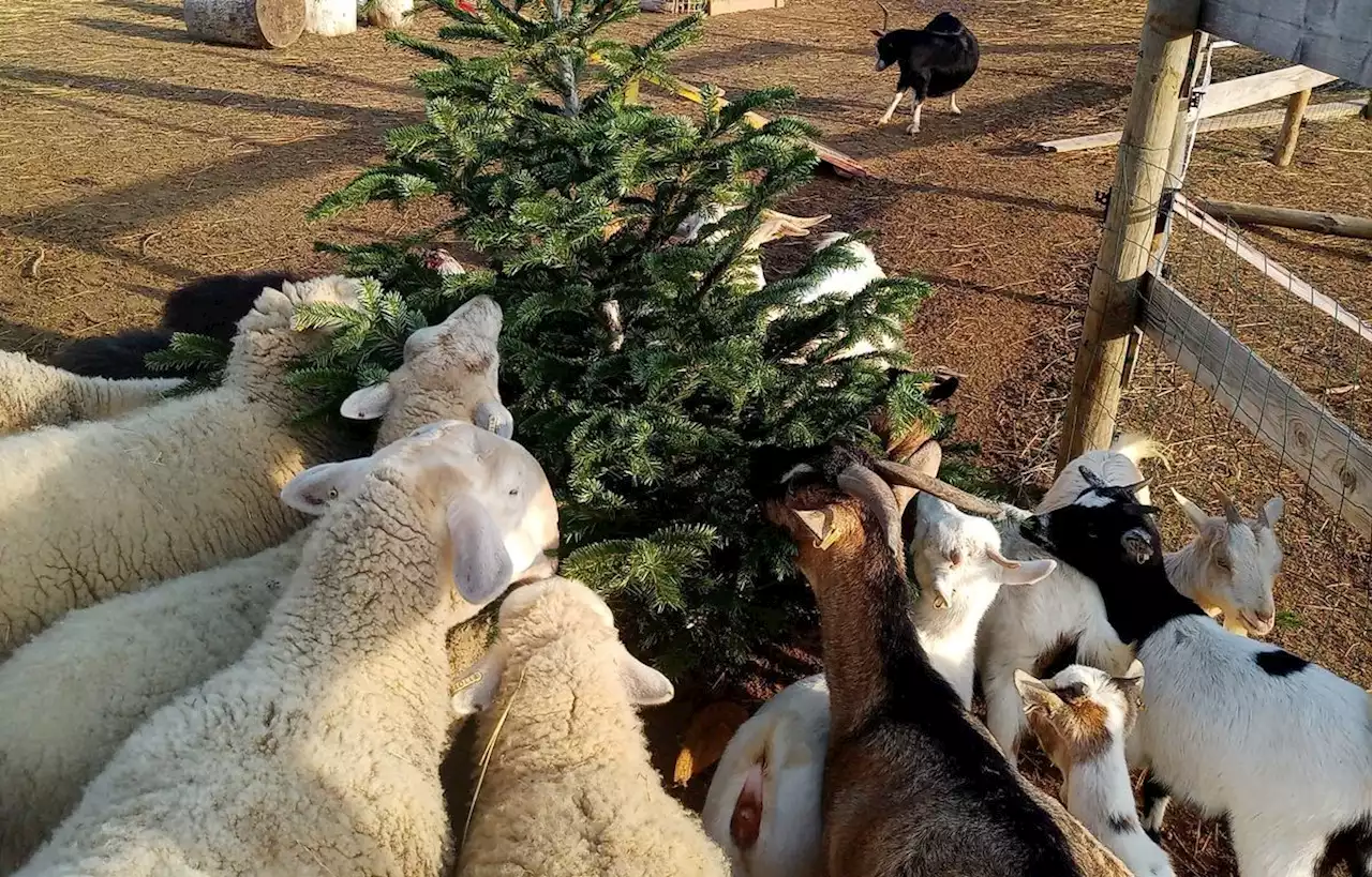 Des chèvres et des moutons se régalent de sapins de Noël