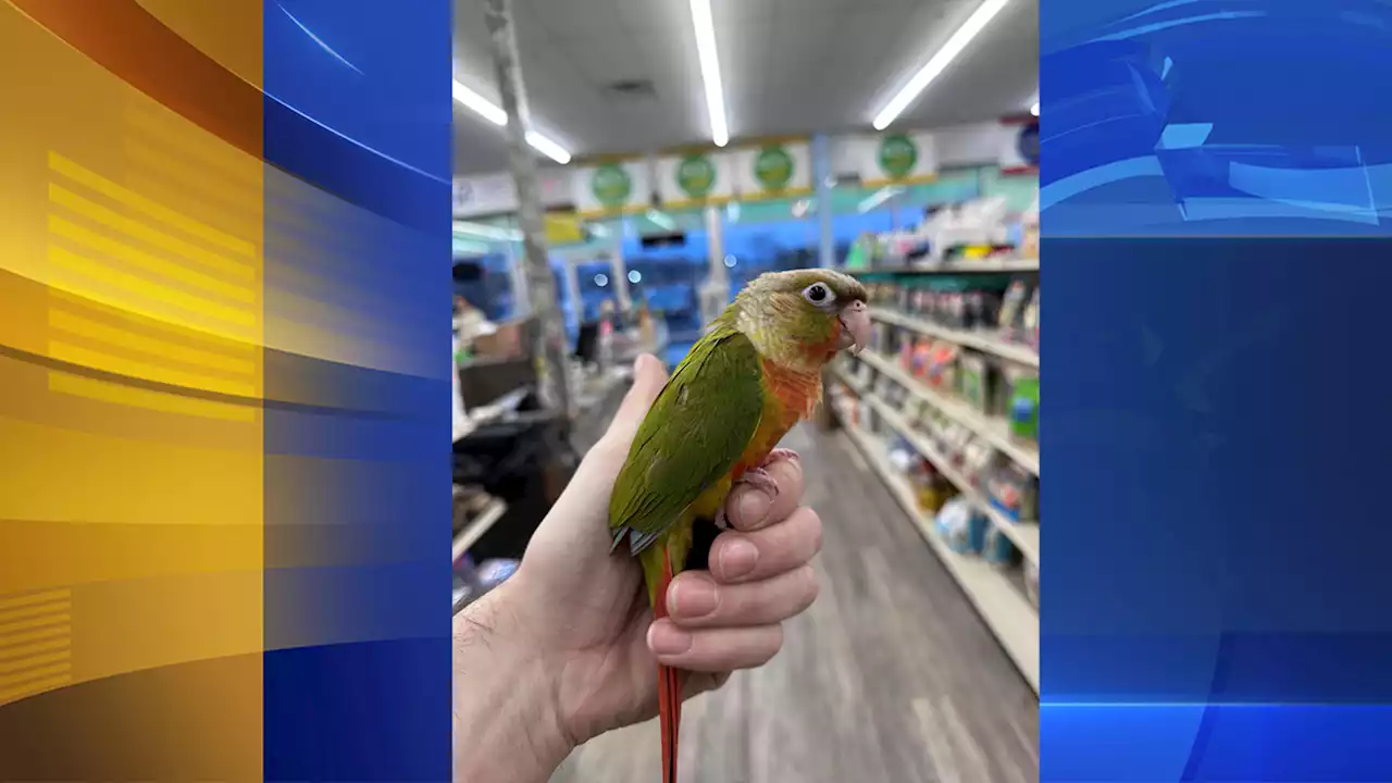 Stolen baby parrot returned to Delran, New Jersey exotic bird store