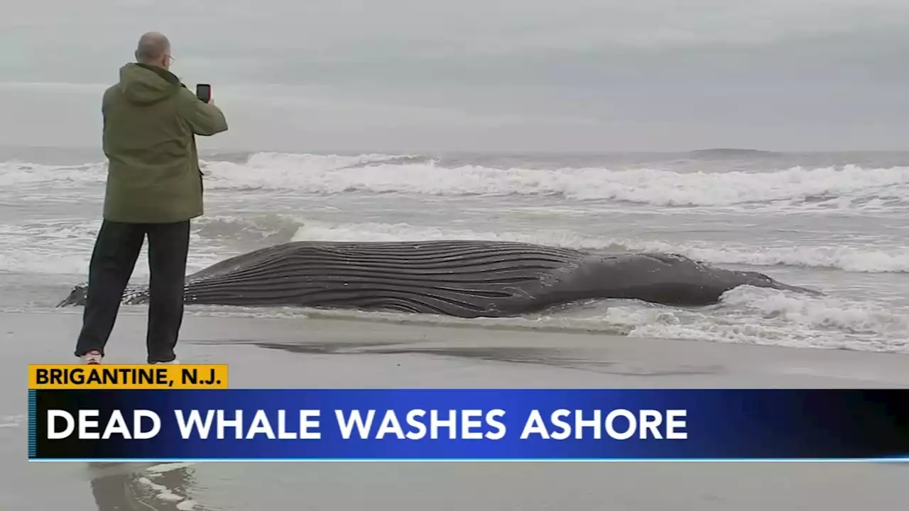 Yet another dead whale washes ashore in New Jersey, this time in Brigantine