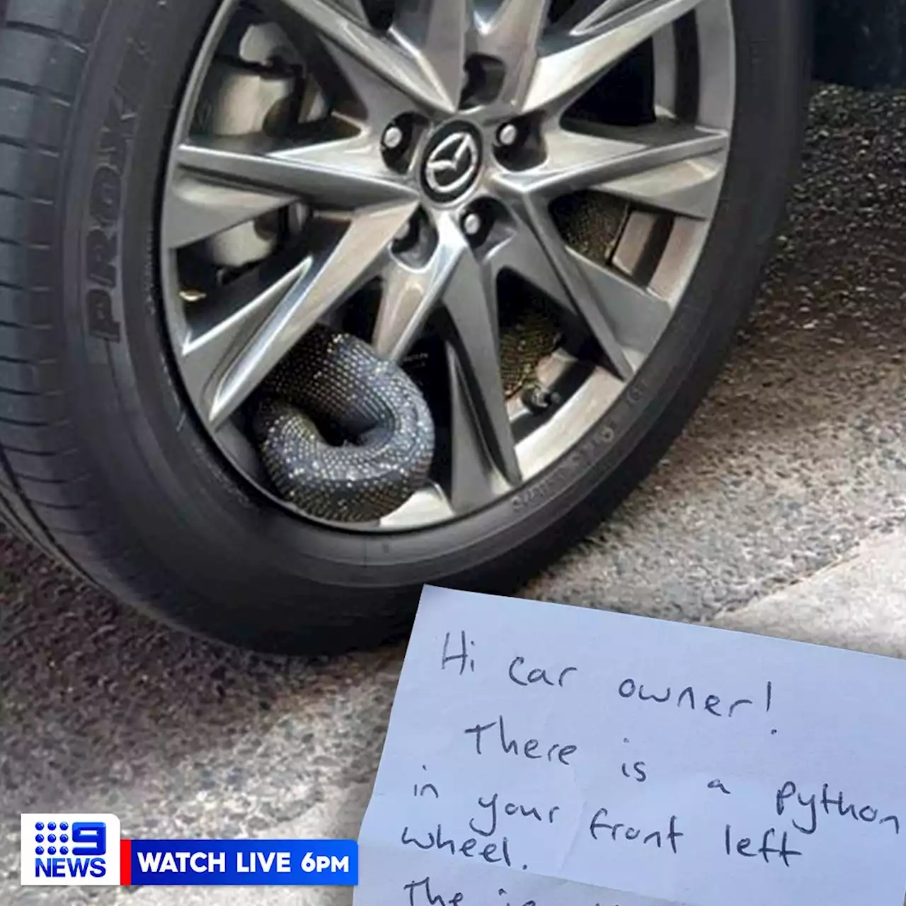 'There's a python in your wheel': Note left on car leaves Sydney dad shocked