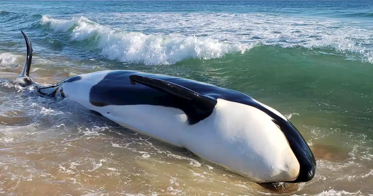 Orca stranding on Florida beach is first on record in U.S. Southeast