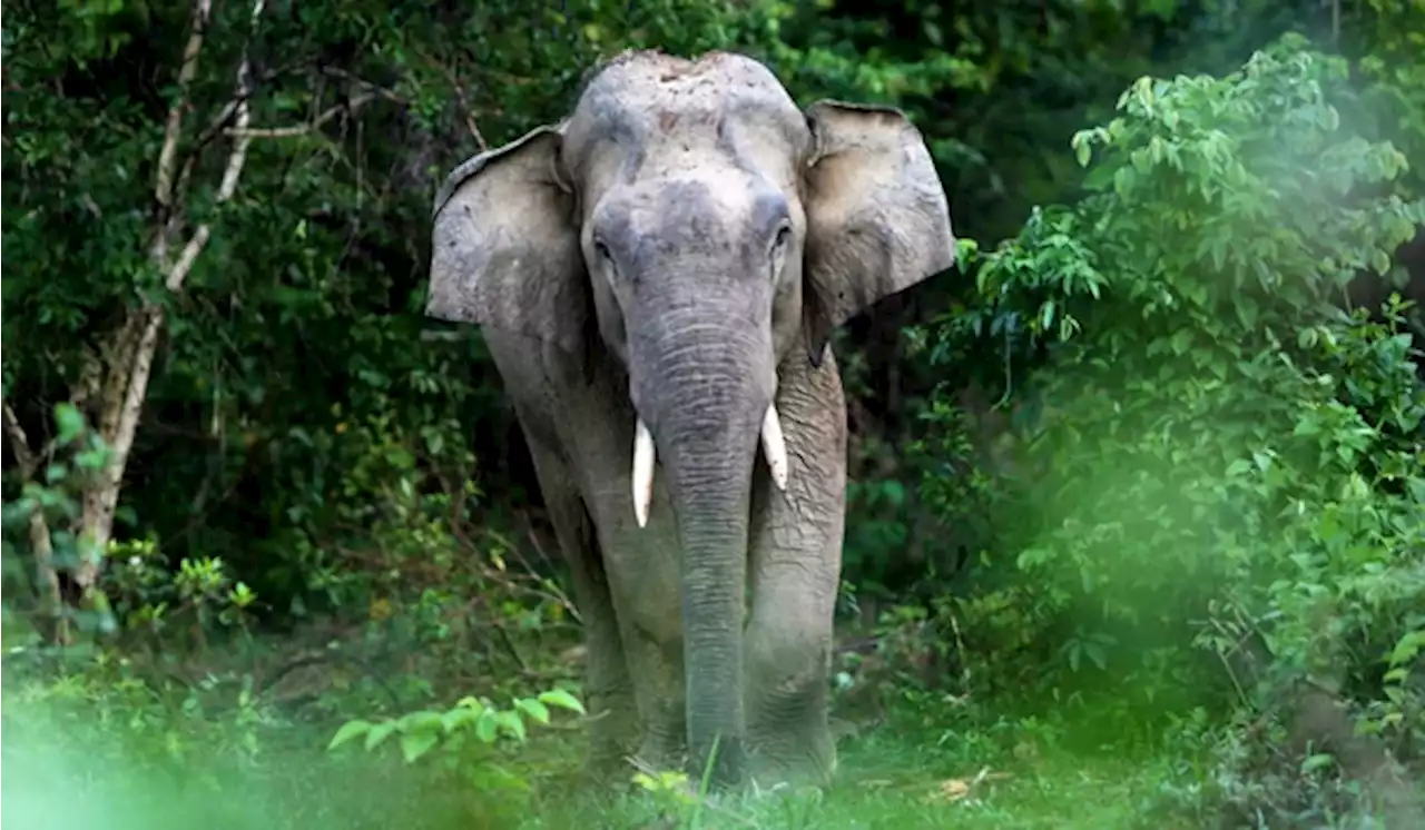 Gajah Masuk Perumahan di Malaysia, Ribuan Warga Jadi Panik