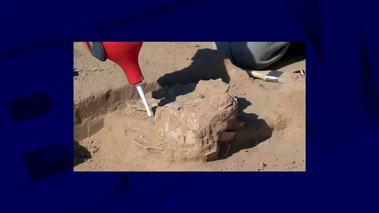 Israël: 8 œufs d'autruche vieux de 4000 à 7500 ans retrouvés dans un ancien campement de nomades