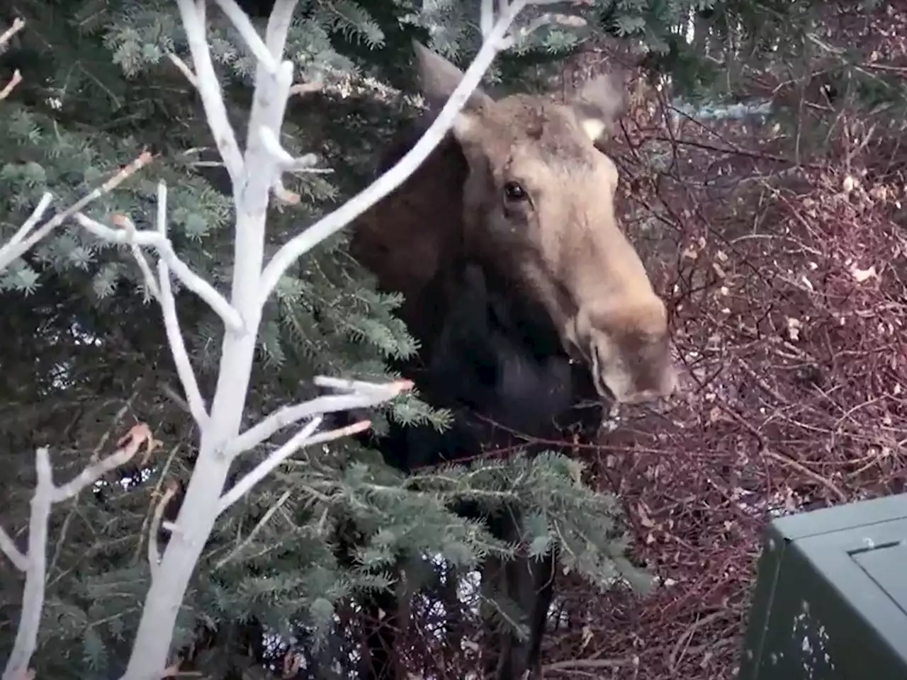 Watch: Moose chomp away at vegetation near home in Royal Oak