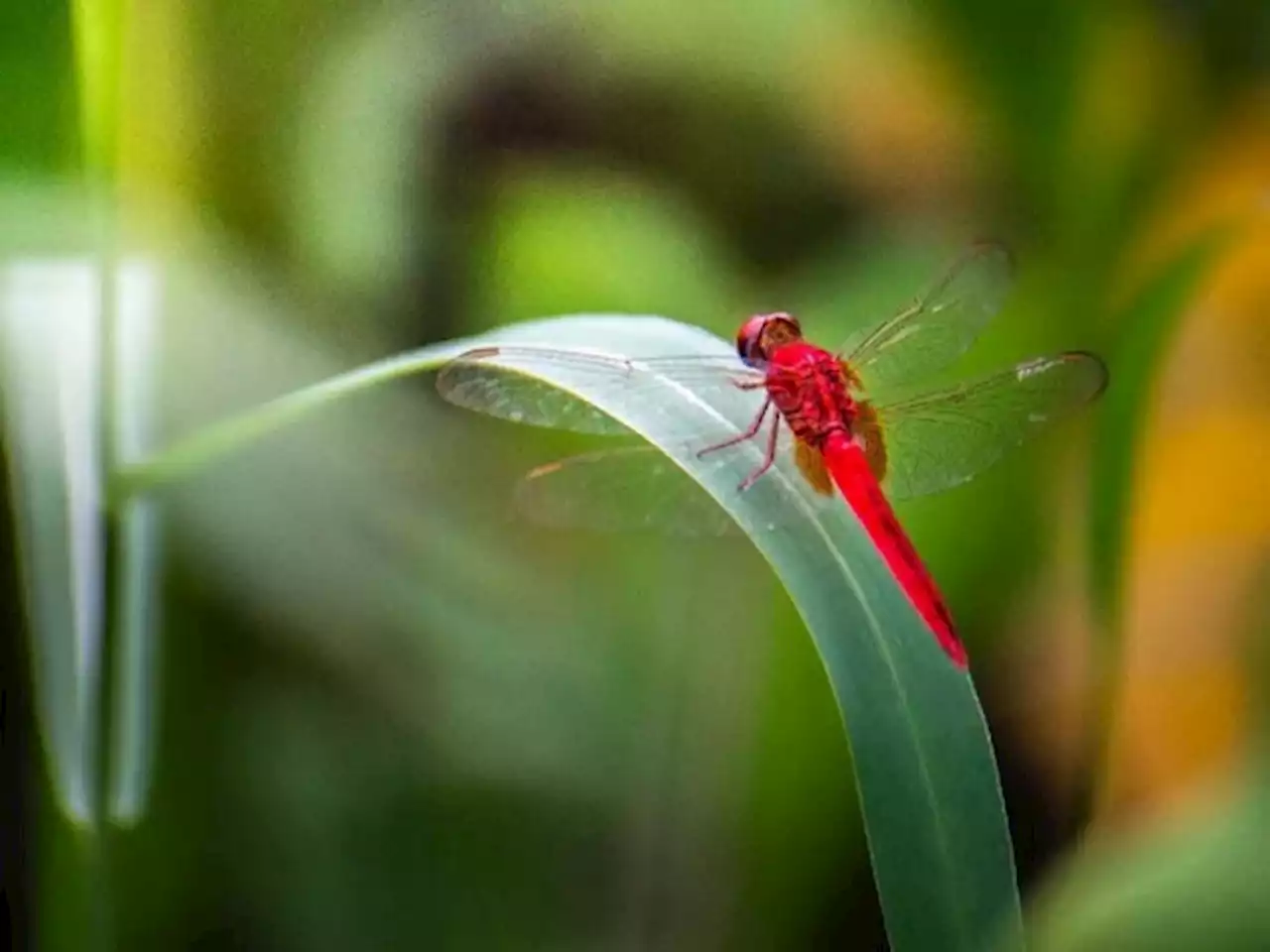 エアバス、操縦不能パイロットに代わりダイバートを自動実行する「DragonFly」--試験開始