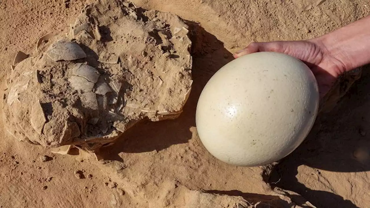 Ostrich eggs up to 7,500 years old found next to ancient fire pit in Israel | CNN