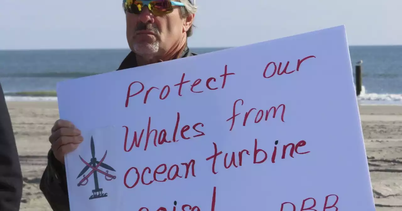 Seventh whale washes ashore in New Jersey, sparking offshore wind opposition