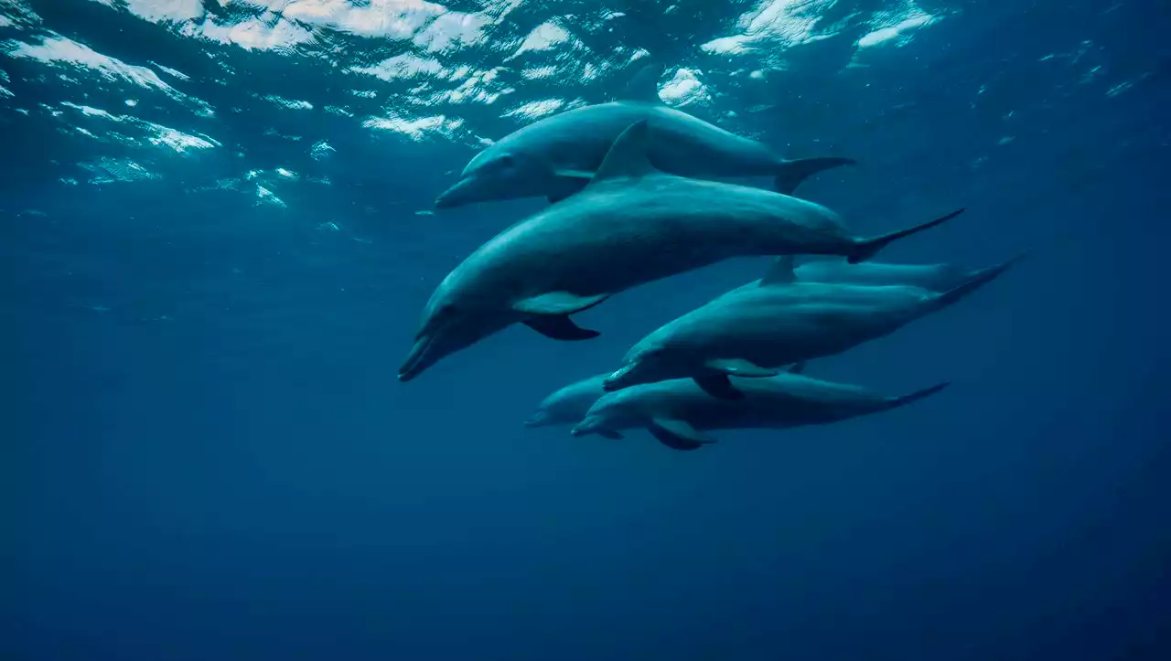 Wenn es zu laut wird: Delfine schreien unter Wasser