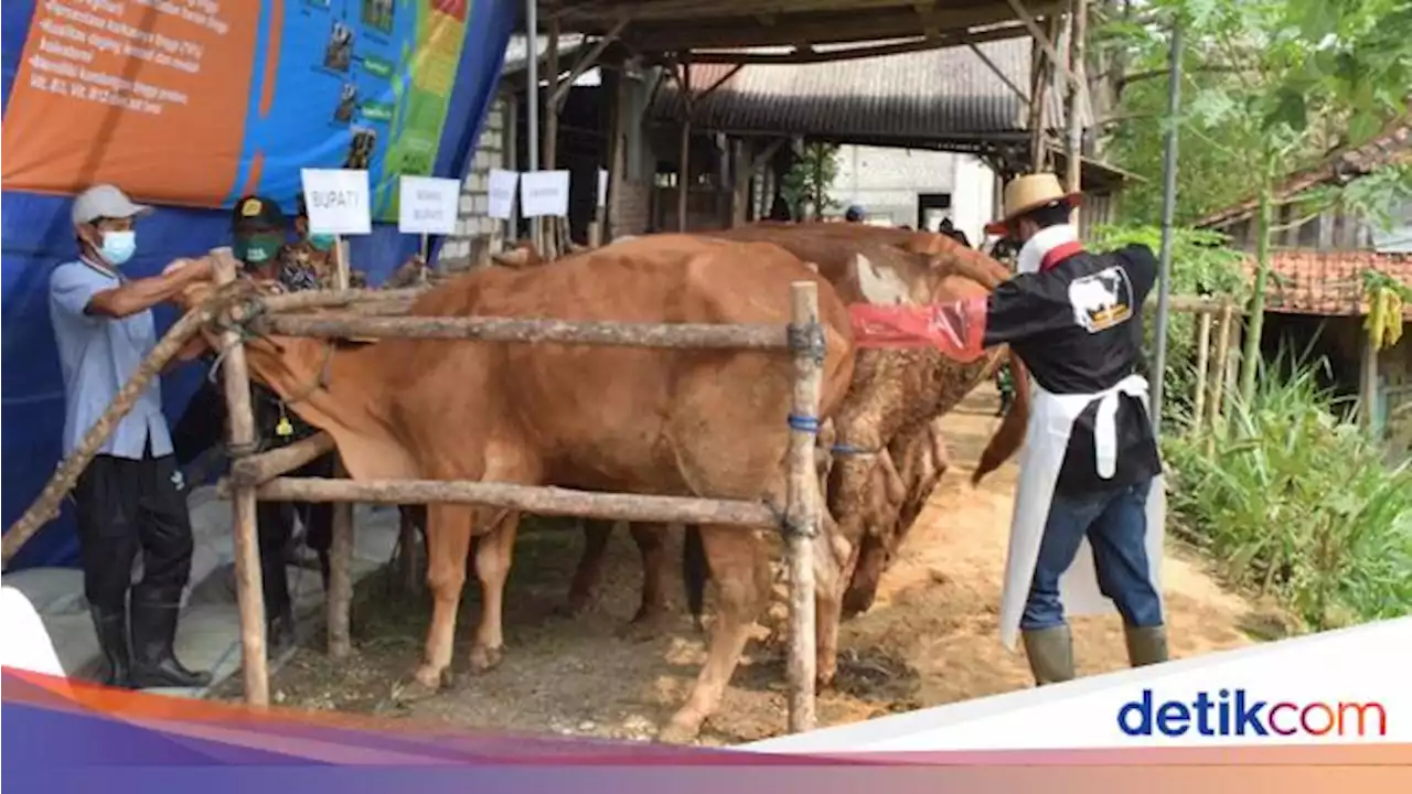 PMK Hewan Ternak Lamongan Kembali Merebak, 50 Sapi di 6 Kecamatan Sakit